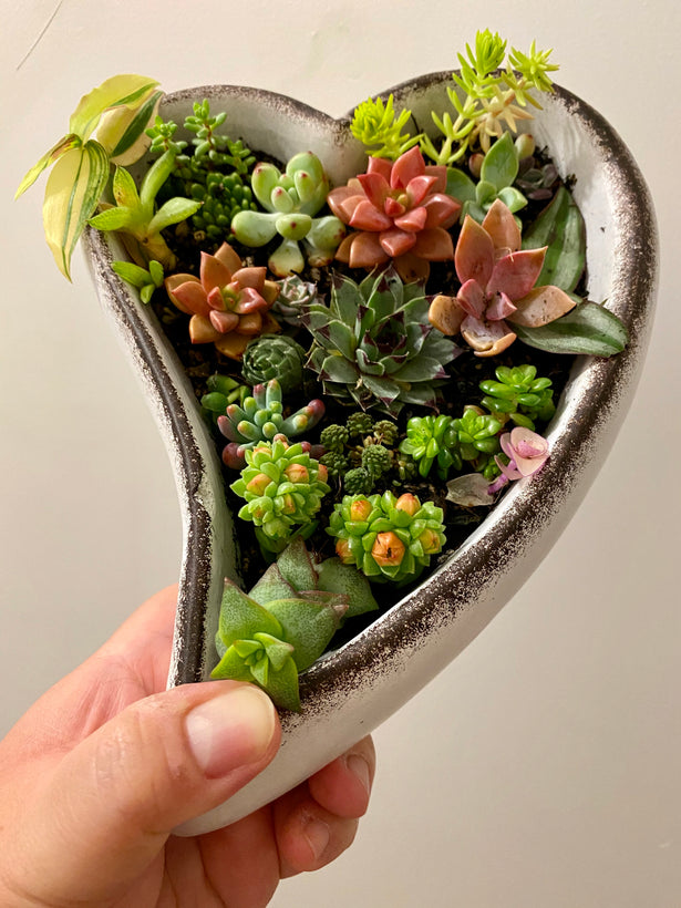 Succulents