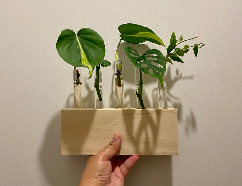 Plant Accessories